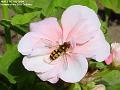 2004-0731hoverfly
